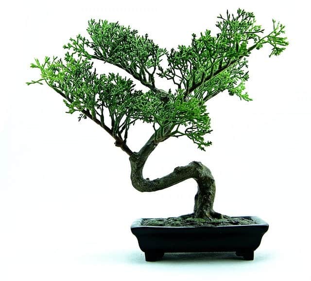 bonsai training