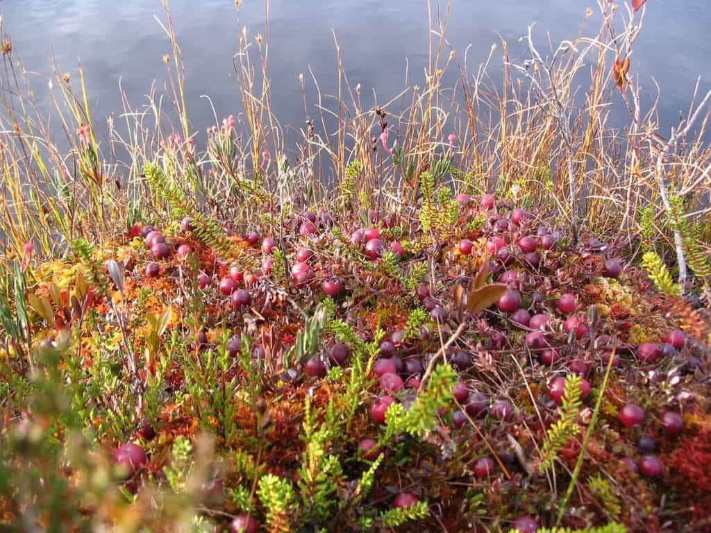 native cranberries
