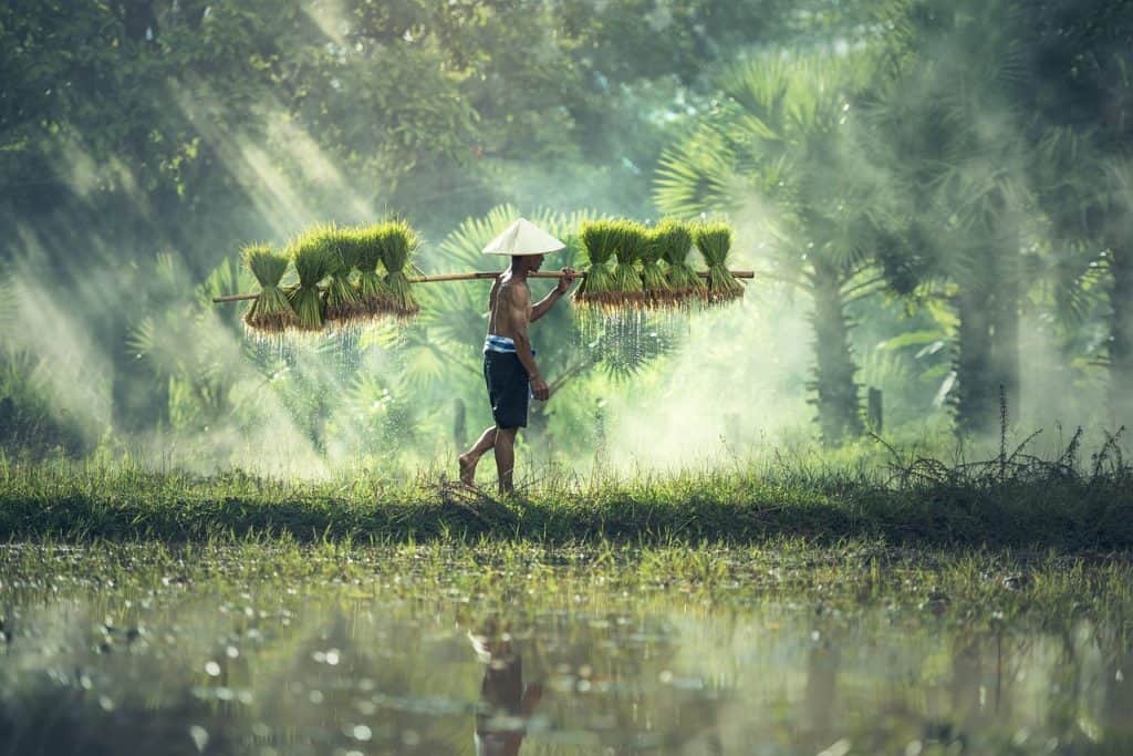 carrying rice seedlings
