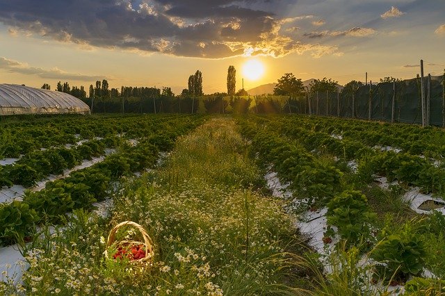 strawberry fields BE STILL