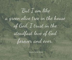 like an evergreen; intentional #olivetreesaints