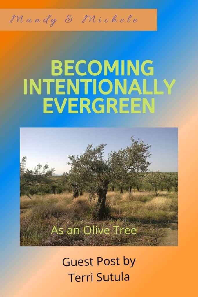 evergreen wellness